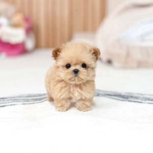 Shih Tzu Dogs for Adoption