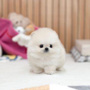Shih Tzu Dogs