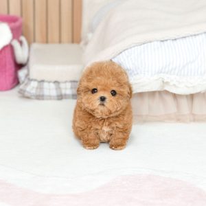 Shih Tzu Puppies
