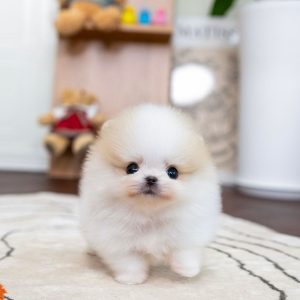 Shih Tzu Puppies USA