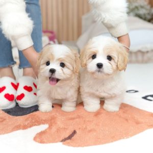 Shih Tzu Puppy