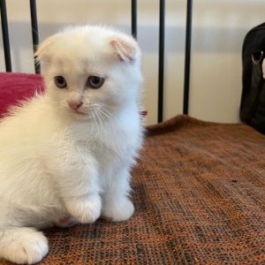Short Legged Munchkin Kittens