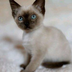 Siamese Cat Breed