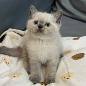 Siamese Cat Rescue