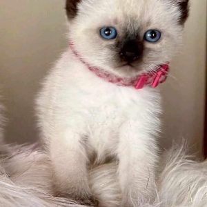 Siamese Cat