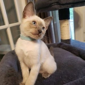 Siamese Cats