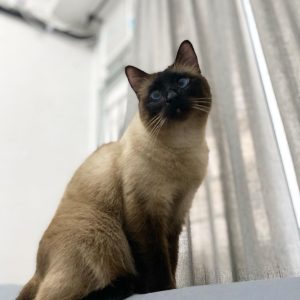 Siamese Cats Looking for Homes
