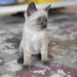 Siamese Kitten Rehoming