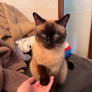 Siamese Kittens Near Me