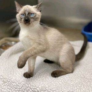 Siamese Kittens adoption