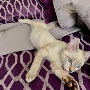 Siamese Kittens for Adoption Near Me
