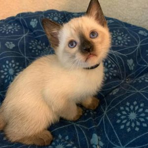 Siamese Kittens for Adoption