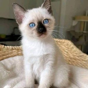 Siamese Kittens for Rehoming