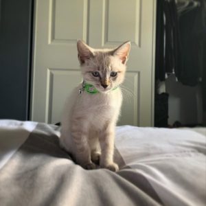 Siamese Kittens for Sale