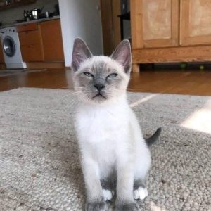 Siamese Rescue