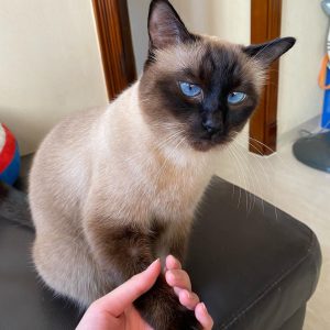 Siamese Rescue Adoption