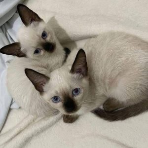 Siamese Rescue Near Me