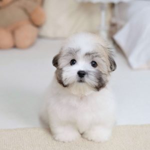 Small Shih Tzu Puppies
