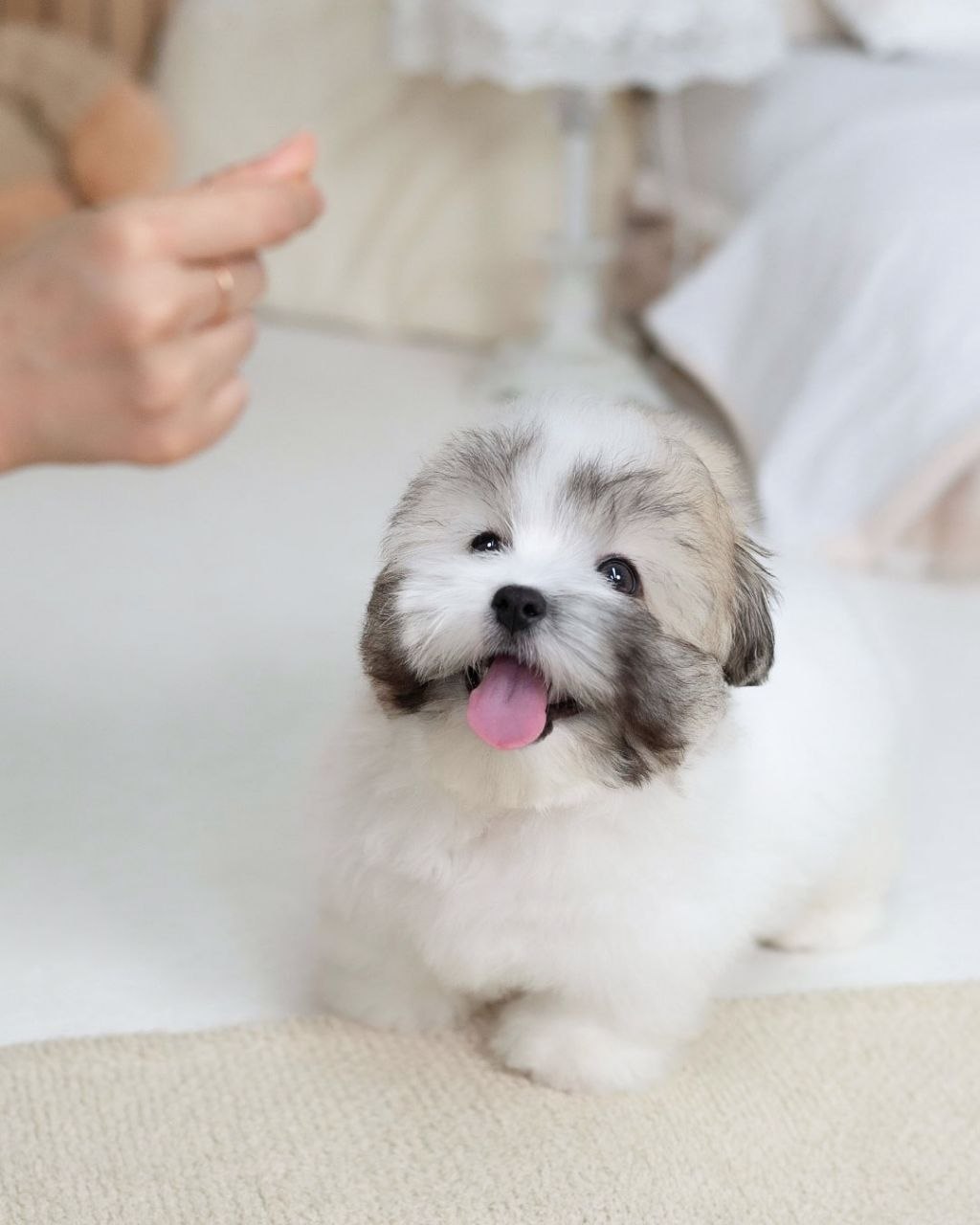Small Shih Tzu Puppies - Image 5