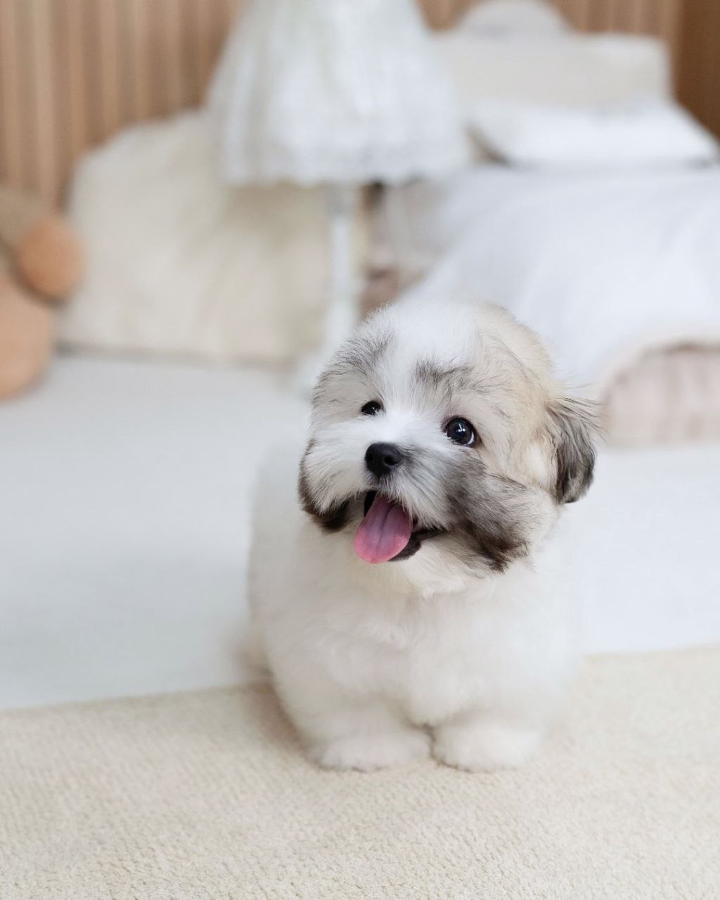Small Shih Tzu Puppies