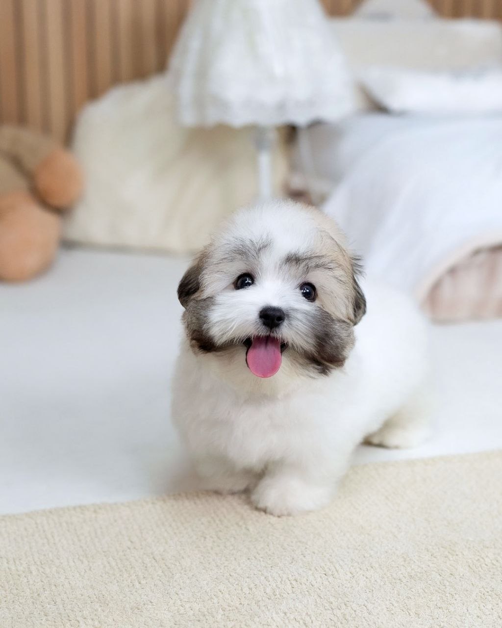 Small Shih Tzu Puppies