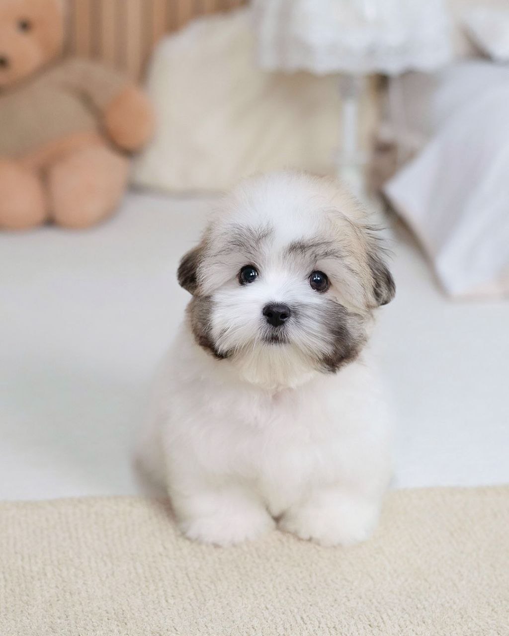 Small Shih Tzu Puppies