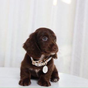 Smooth Hair Dachshund