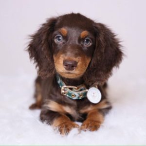Standard Dachshund