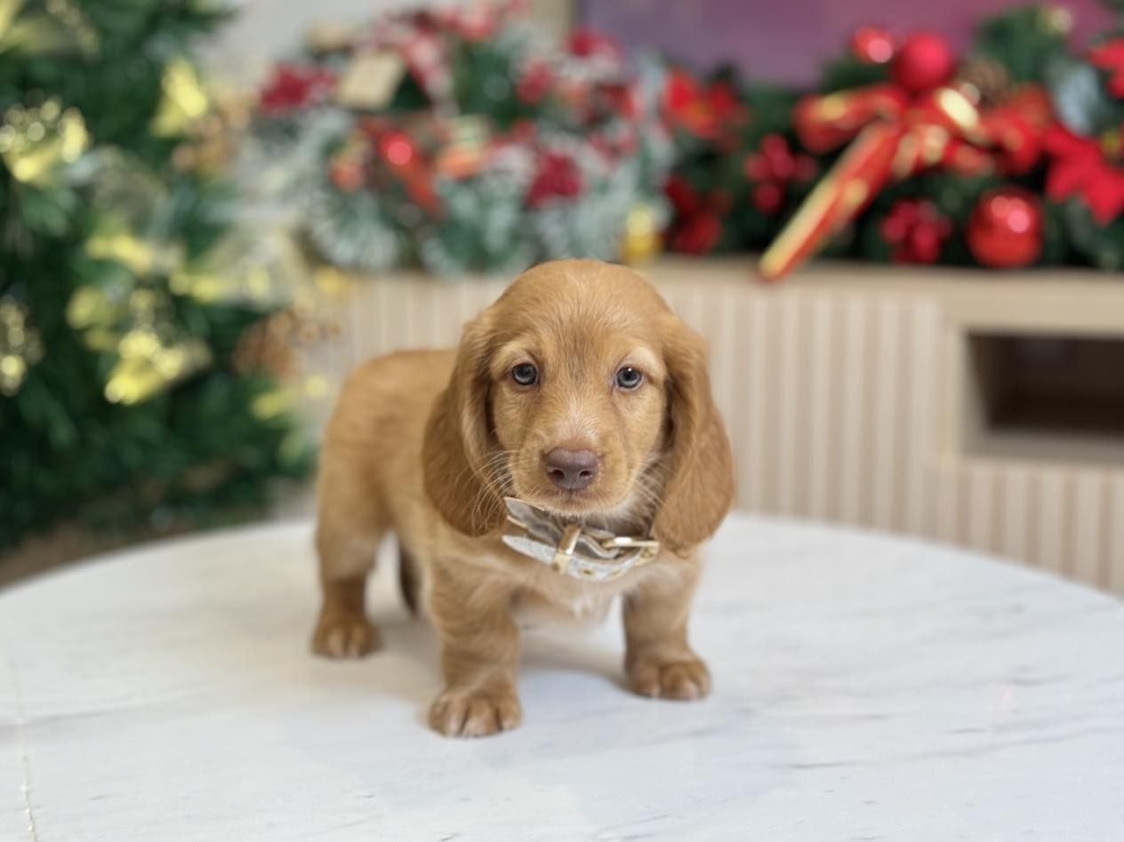 Standard Dachshund Puppies