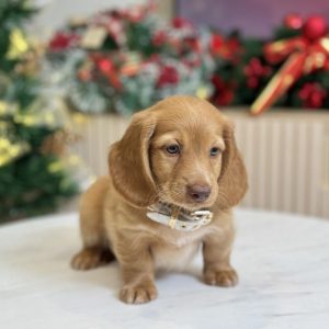 Standard Dachshund Puppies