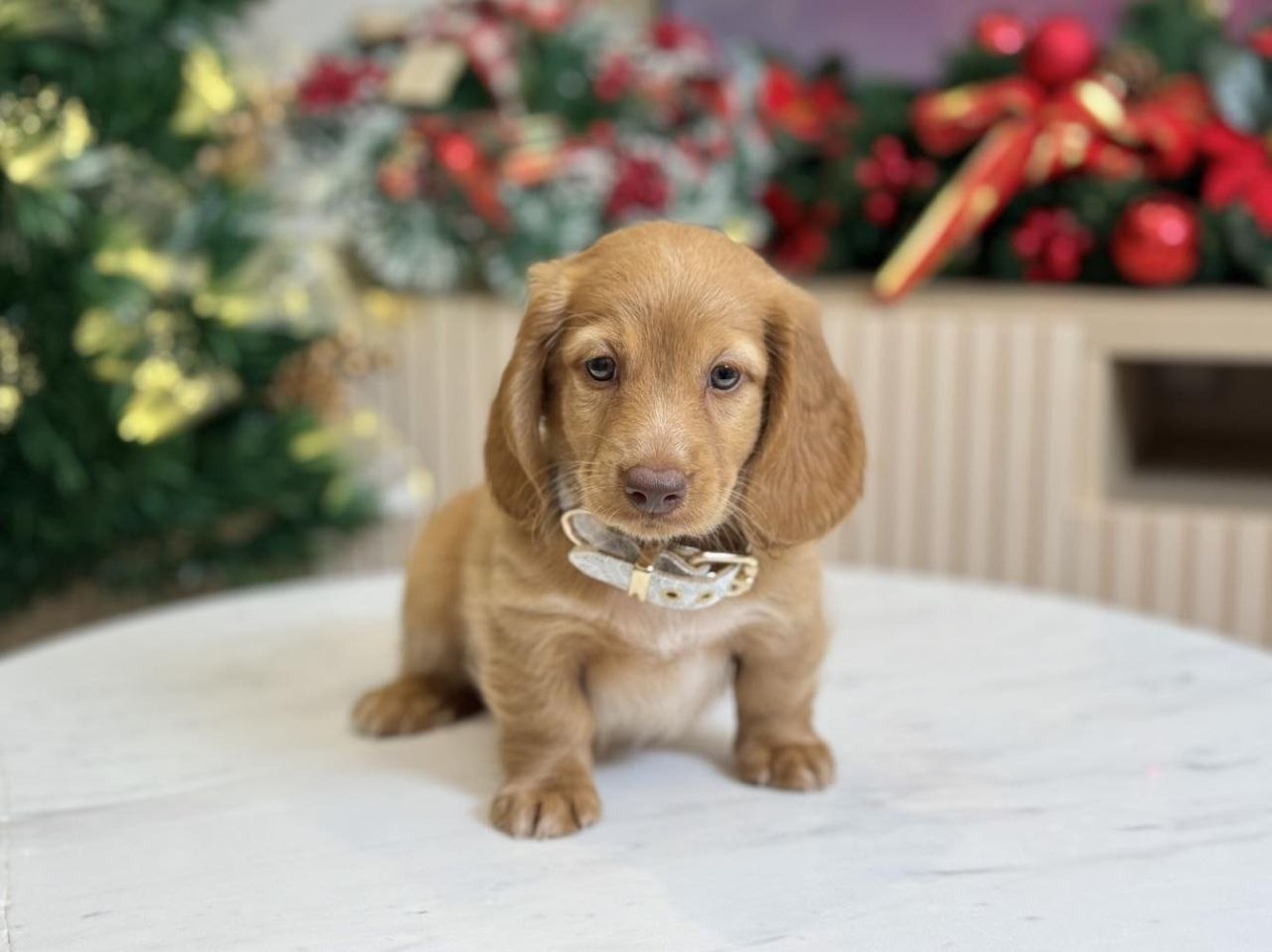 Standard Dachshund Puppies