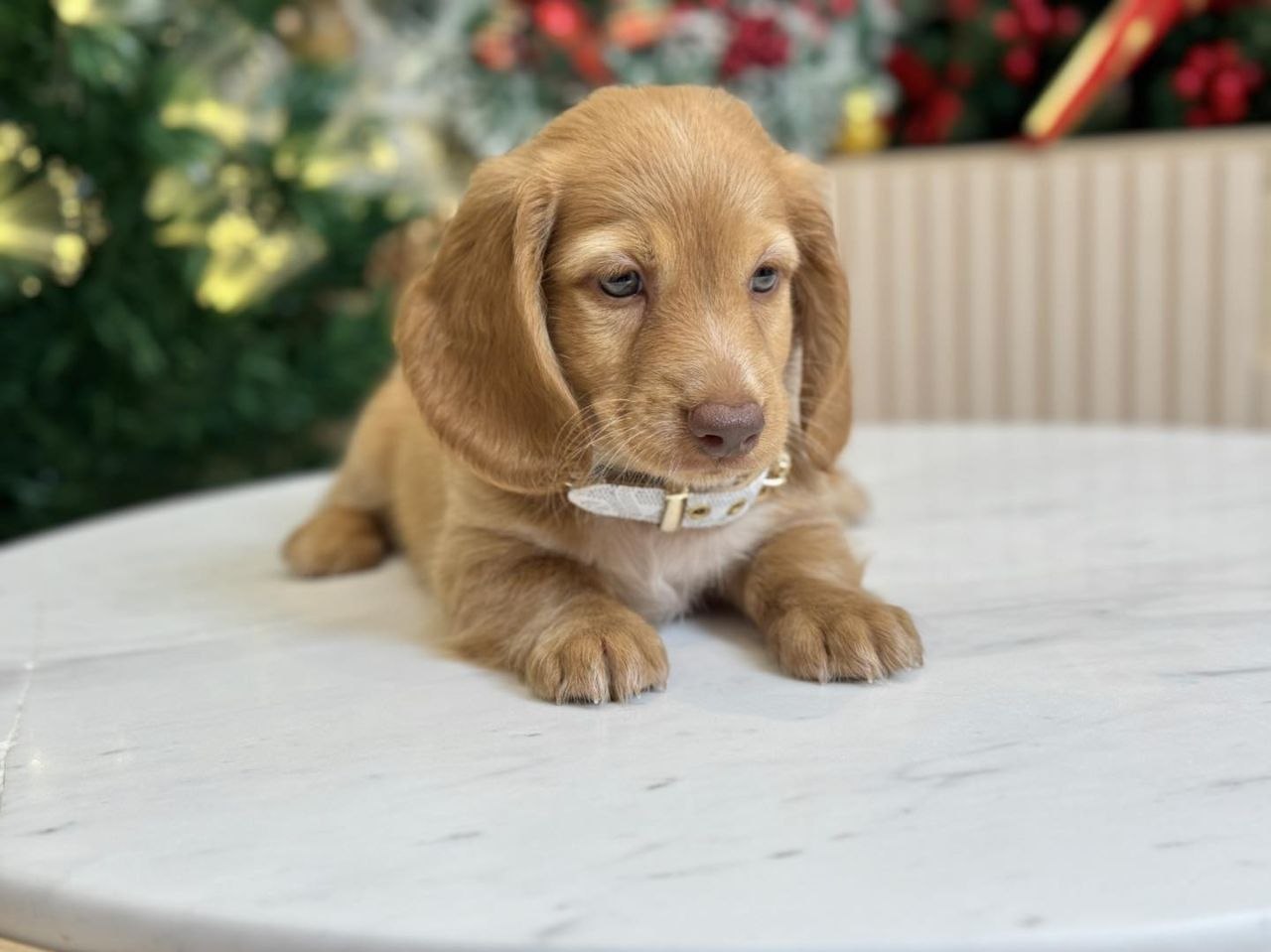 Standard Dachshund Puppies