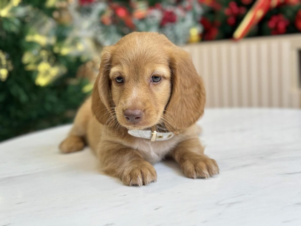 Standard Dachshund Puppies