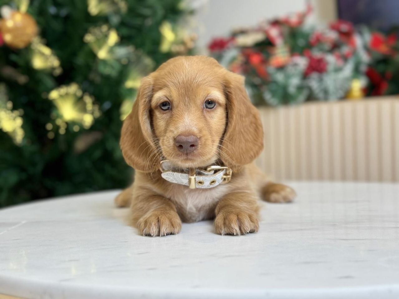 Standard Dachshund Puppies