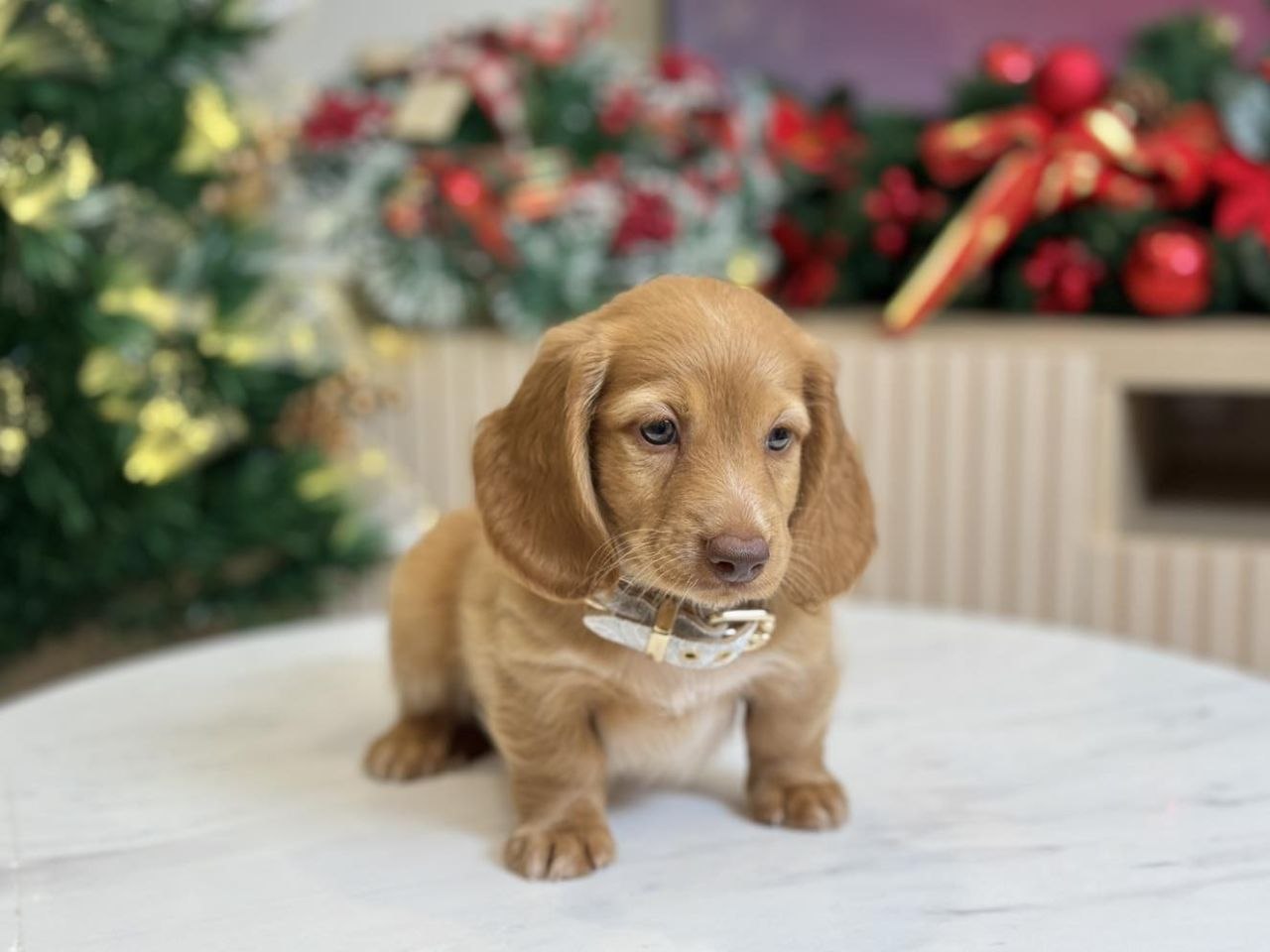 Standard Dachshund Puppies