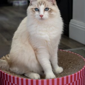 TICA Ragdoll Kittens
