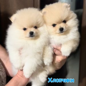 Teacup Pomeranian