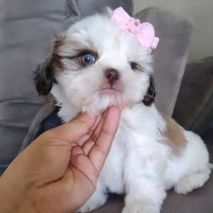 Teacup Shih Tzu