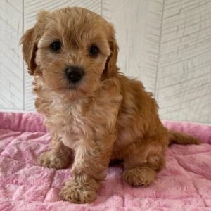 Toy Cavapoo Puppies