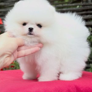 Toy Pomeranian