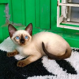 Traditional Siamese Kittens