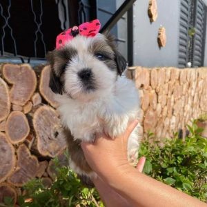 Vaccinated Animal Shelter Near Me
