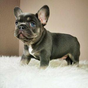Vaccinated Puppies adoption