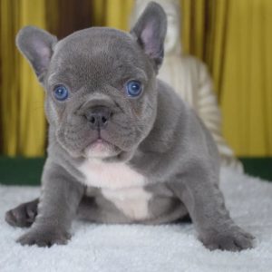 Vet Checked Puppies adoption