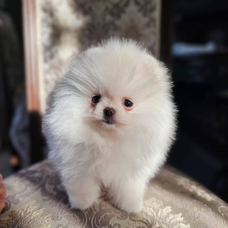 Well Socialized Puppies adoption dogs