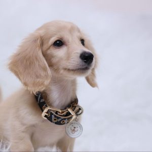 Wiener Dog