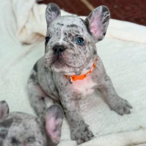 AKC French Bulldog