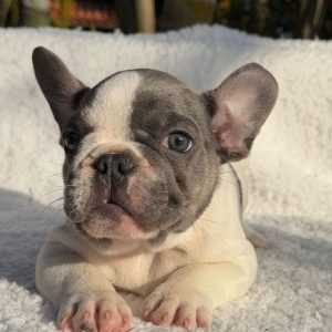 Adopt a French Bulldog
