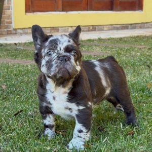 Companion French Bulldog