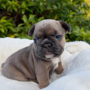French Bulldog